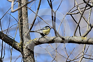 Cute tomtit sitting on a tree branch against a blue sky