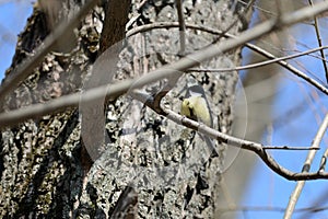 Cute tomtit sitting on a tree branch against a blue sky