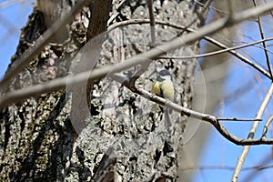 Cute tomtit sitting on a tree branch against a blue sky