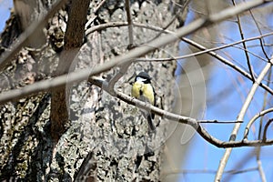 Cute tomtit sitting on a tree branch against a blue sky