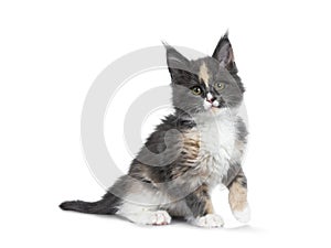 Cute tortie bicolor Maine Coon cat kitten, Isolated on white background.