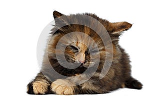 Cute Tortie Kitten Lies with Closed eyes on White background