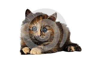 Cute Tortie Kitten Lies on White background