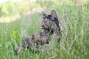 Cute tortoiseshell cat lying in the grass