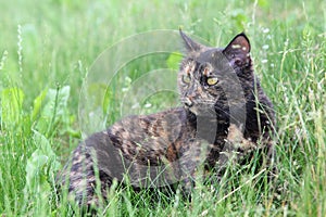 Cute tortoiseshell cat lying in the grass