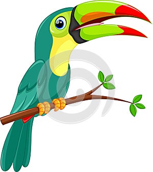 Cute toucan bird cartoon