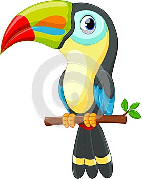 Cute toucan bird cartoon photo