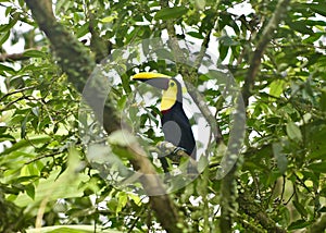 Cute toucan bird sitting among the green leaves of a tree