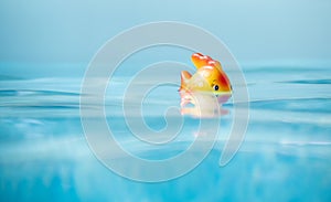 Cute toy Fish taking bath in swimming pool