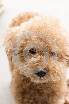 Cute toy poodle with curly fur