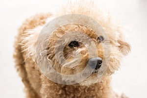 Cute toy poodle with curly fur