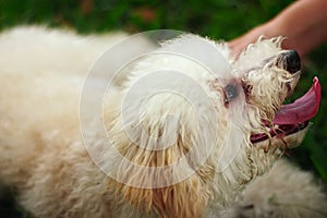 A cute toy poodle dog enjoying the owner's caress photo