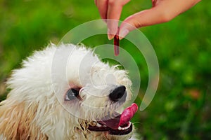 A cute toy poodle dog looking avidly at his food