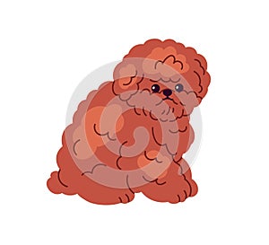 Cute Toy Poodle, miniature dog breed. Curly fluffy little puppy. Adorable small mini doggy, confused pup, looking lost