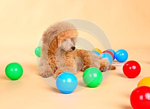 Cute toy poodle puppy