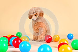 Cute toy poodle puppy