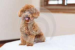 Cute Toy Poodle sitting on bed photo