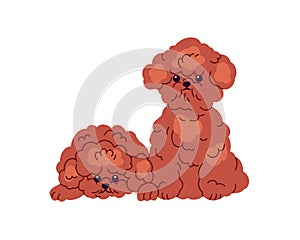 Cute Toy Poodles, puppies friends. Fluffy little miniature doggies. Adorable purebred mini dogs, fuzzy furry fun pups