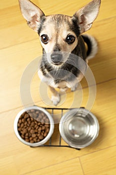 cute toy terrier dog with bowls of dry dog food and water, top view, pet treats