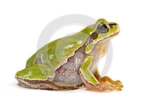Cute tree frog over white background