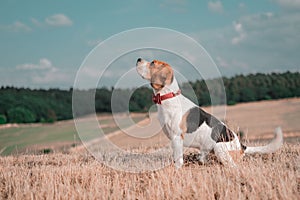 Cute Treeing Walker Coonhound with a red bow collar sitting in a vast, open field of dry grass