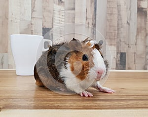 Cute Tri-color Abyssinian guinea pig baby infront of mug