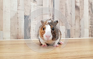 Cute Tri-color Abyssinian guinea pig baby isolated