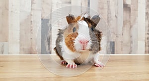 Cute Tri-color Abyssinian guinea pig baby isolated