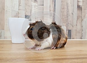 Cute Tri-color Abyssinian guinea pig baby isolated