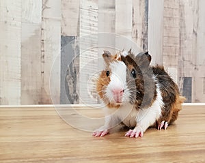 Cute Tri-color Abyssinian guinea pig baby isolated