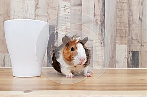 Cute Tri-color Abyssinian guinea pig baby beside mug