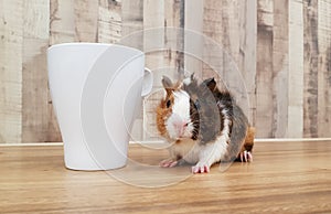 Cute Tri-color Abyssinian guinea pig baby beside mug