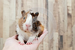 Cute Tri-color Abyssinian guinea pig baby smile