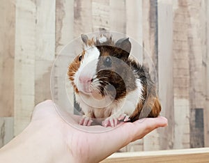 Cute Tri-color Abyssinian guinea pig baby smile on hand