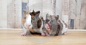 Cute Tri-color Abyssinian guinea pig baby with tortoiseshell hamster