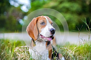 A cute tri-color beagle dog sitting on the green grass, background bokeh ,shooting with a shallow depth of field