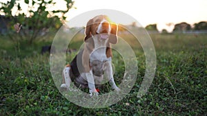 A cute tri-color beagle dogs smiling while sitting on grass field at sun set ,slow motion.