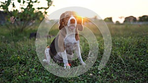 A cute tri-color beagle dogs smiling while sitting on grass field at sun set ,slow motion.