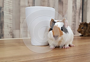 Cute Tri-color short coat guinea pig baby with mug