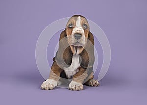 Cute tricolor basset hound puppy sitting on a lavender purple ba