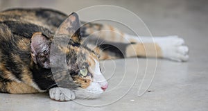 Cute tricolor cat lying on the ground