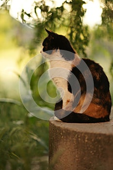 Cute tricolor cat sitting in a green summer garden