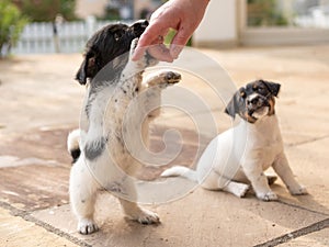 Cute tricolor Jack Russell Terrier puppies playing with her owner. 7,5  weeks old young doggies