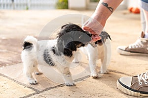 Cute tricolor Jack Russell Terrier puppies playing with her owner. 7,5  weeks old young doggies