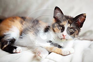 A cute tricolor kitten is lying on the bed. Selective focus. Horizontal.