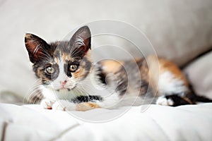 A cute tricolor kitten is lying on the bed. Selective focus. Horizontal.