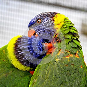 Pair of Colorful Lories