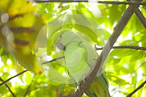 Cute Tropical Green Parrot Bird in Florida