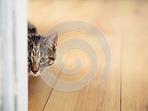 Cute tubby cat looking out behind door frame sitting on a yellow wooden flor. Selective focus