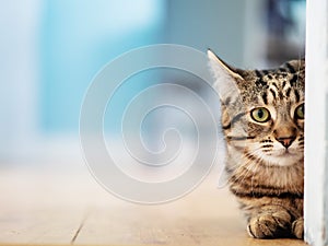 Cute tubby cat looking out behind door frame sitting on a yellow wooden flor. Selective focus